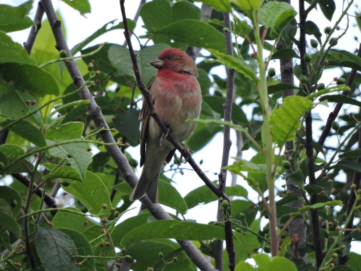 Common Rosefinch - ML620476652