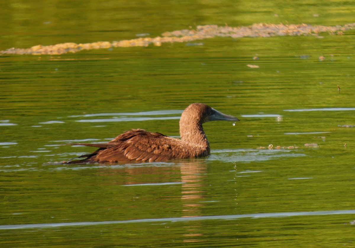 Brown Booby - ML620476655