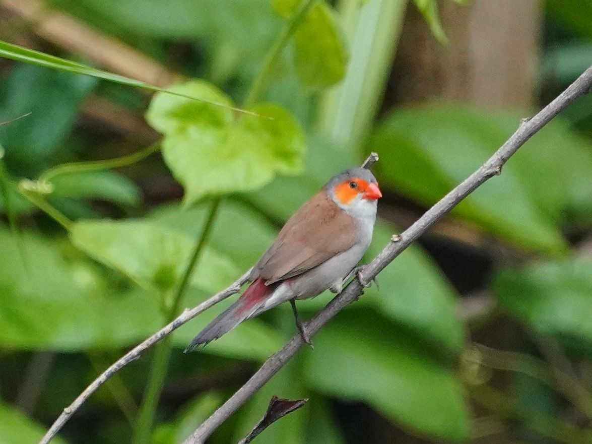 Orange-cheeked Waxbill - ML620476656