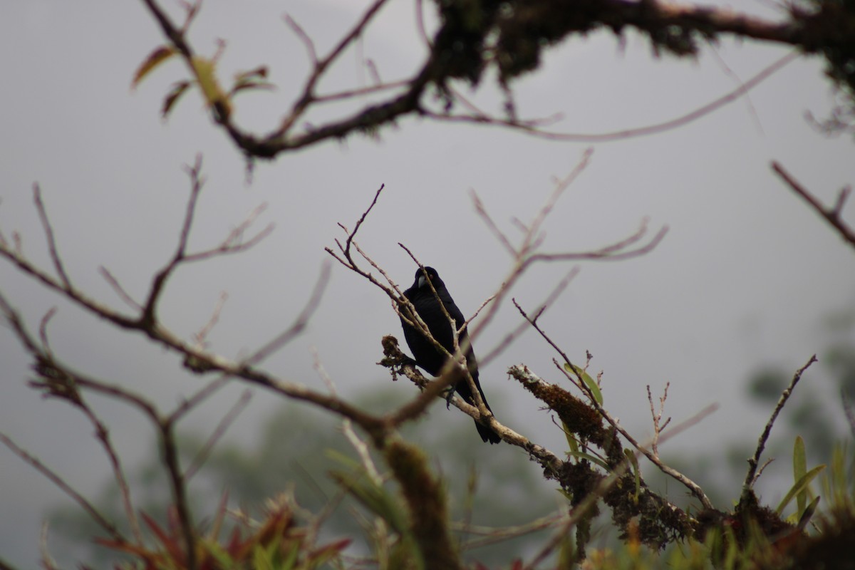 Giant Cowbird - ML620476659