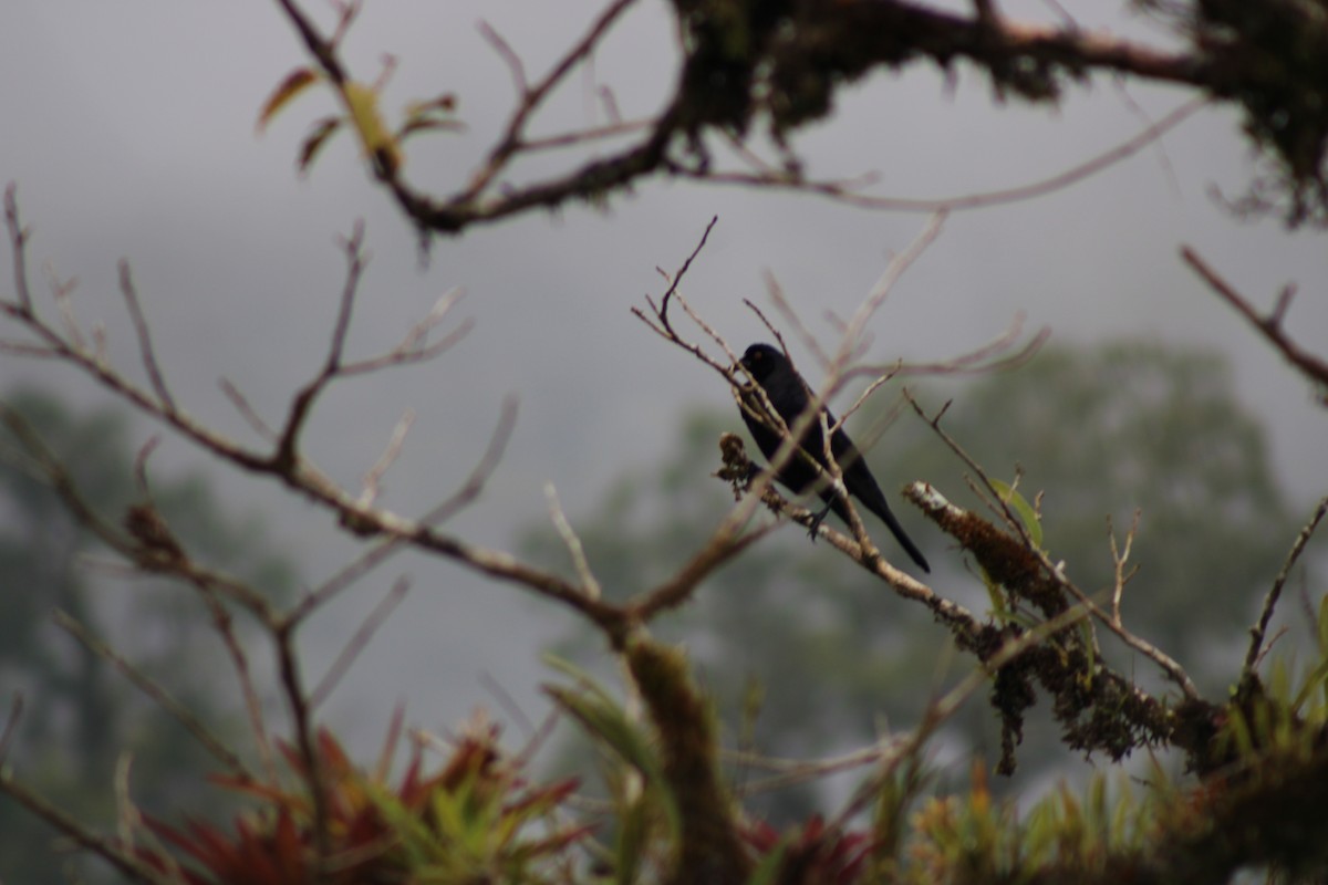 Giant Cowbird - ML620476660