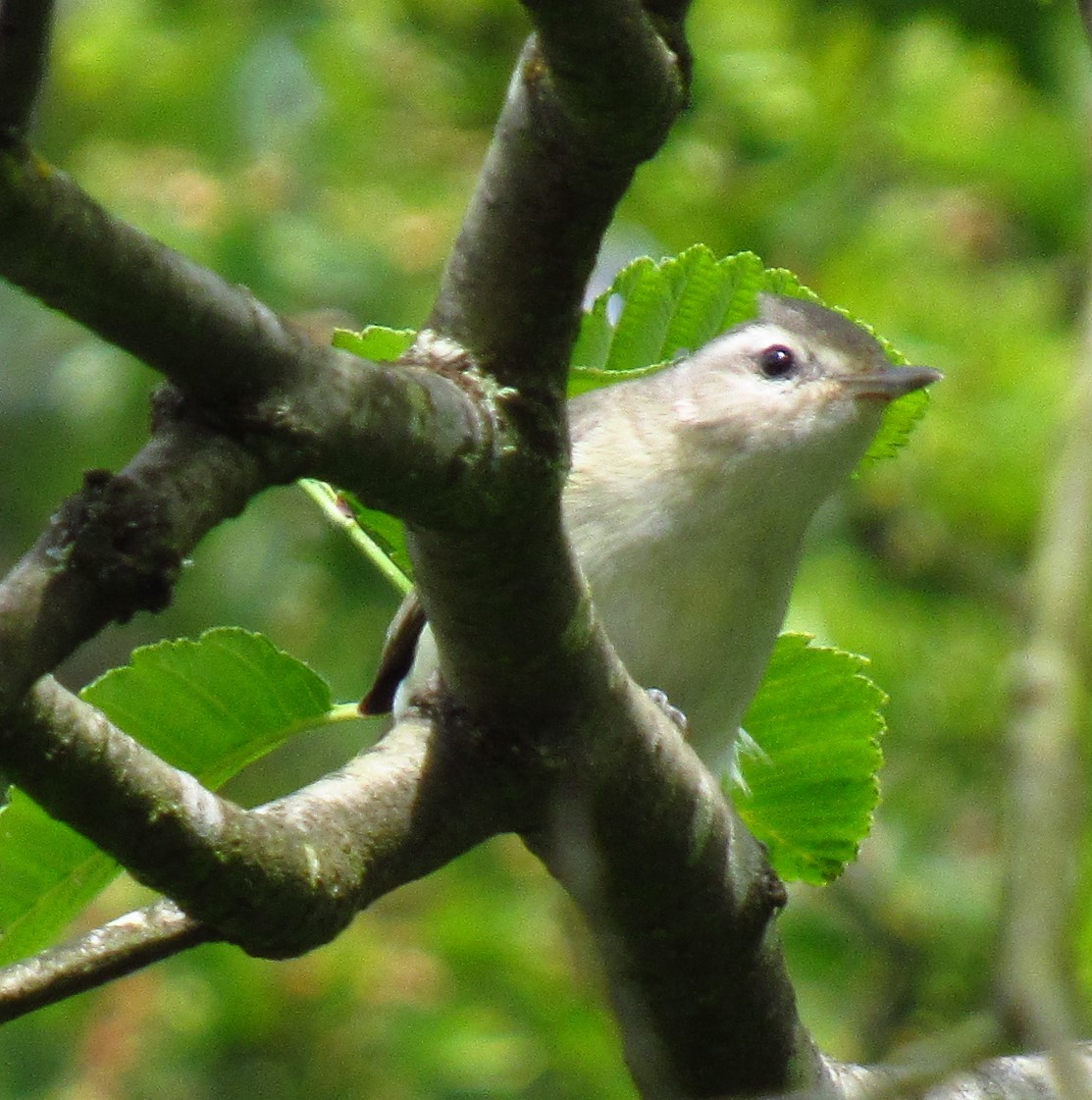 Warbling Vireo - ML620476662