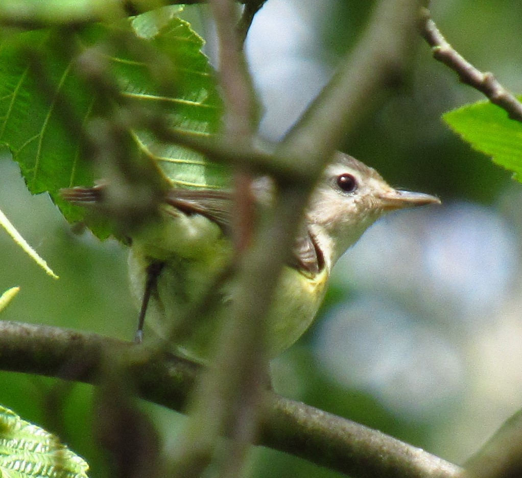 Warbling Vireo - damon taylor