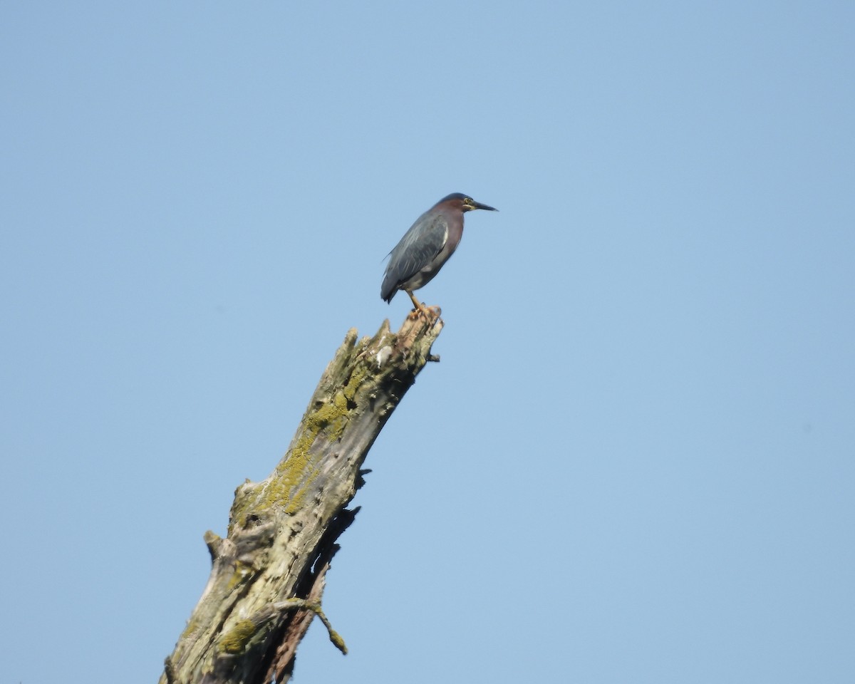 Green Heron - ML620476665