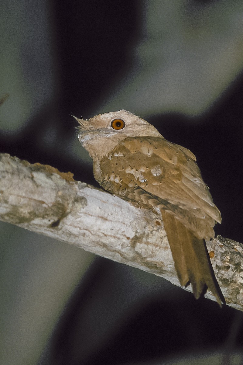 Papuan Frogmouth - ML620476666