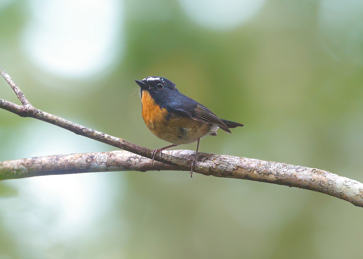 Snowy-browed Flycatcher - ML620476670