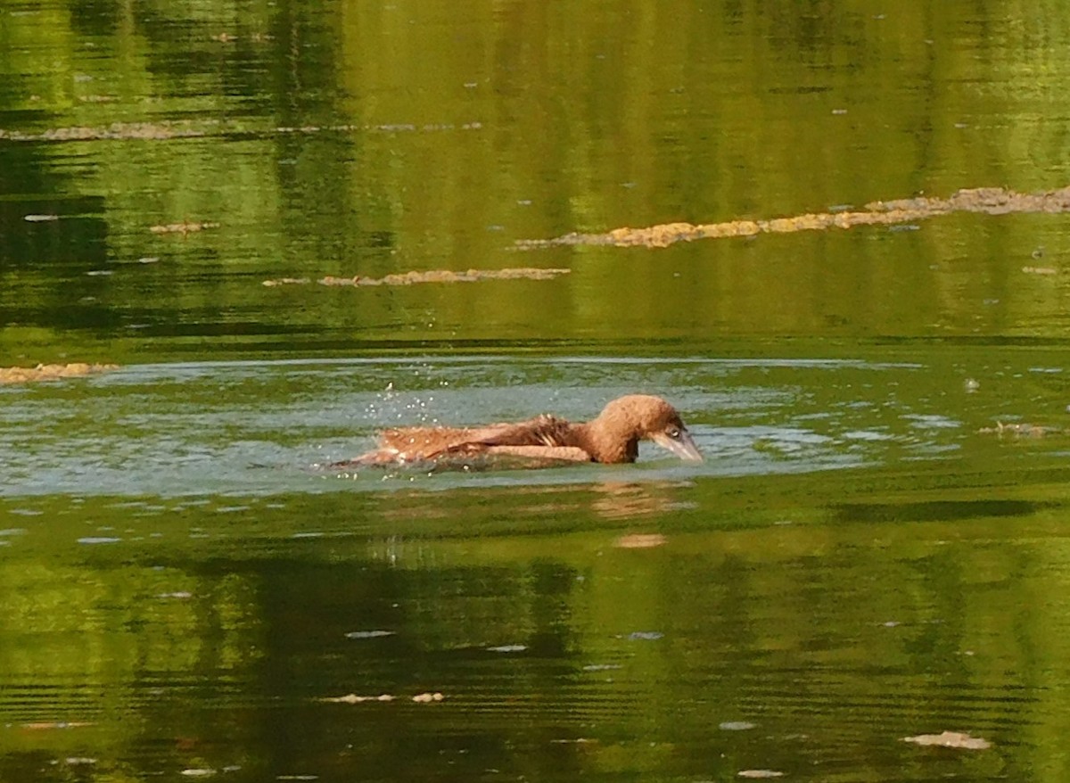 白腹鰹鳥 - ML620476680