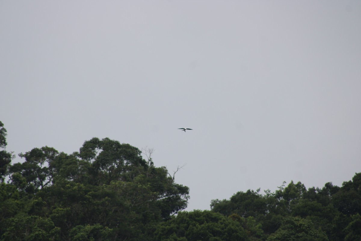 Swallow-tailed Kite - ML620476681