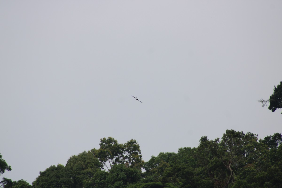 Swallow-tailed Kite - ML620476682