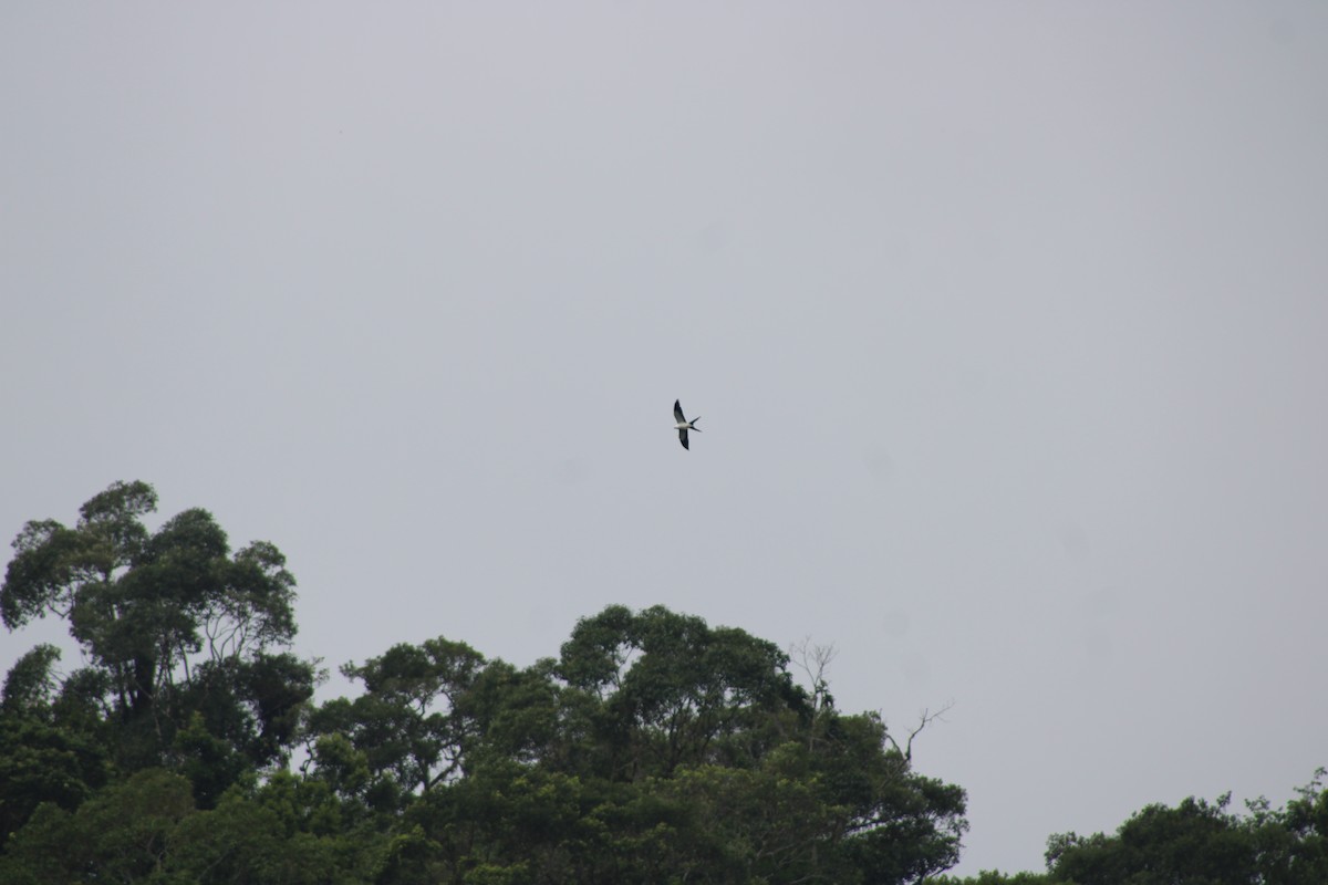 Swallow-tailed Kite - ML620476683