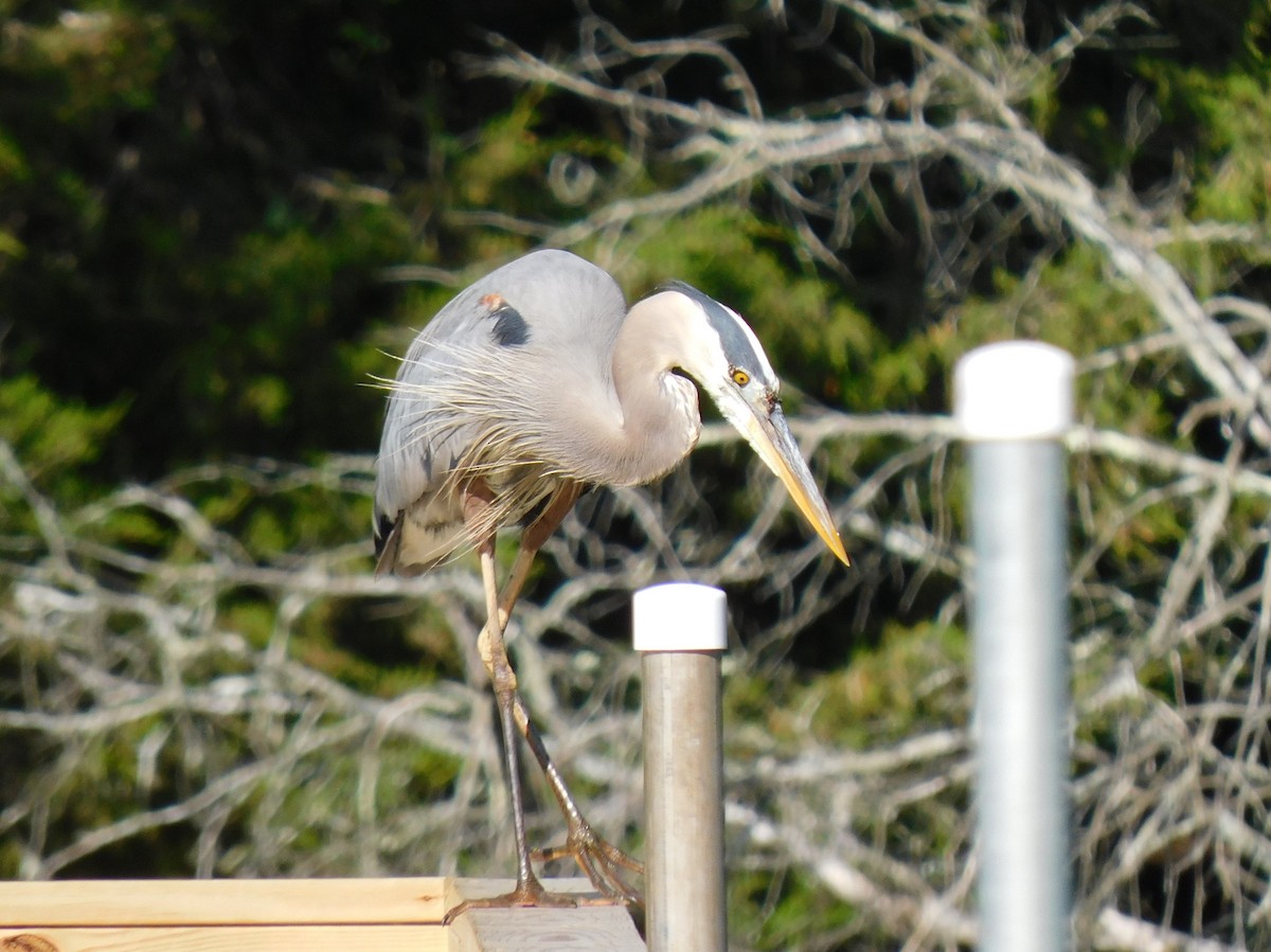 Great Blue Heron - ML620476684