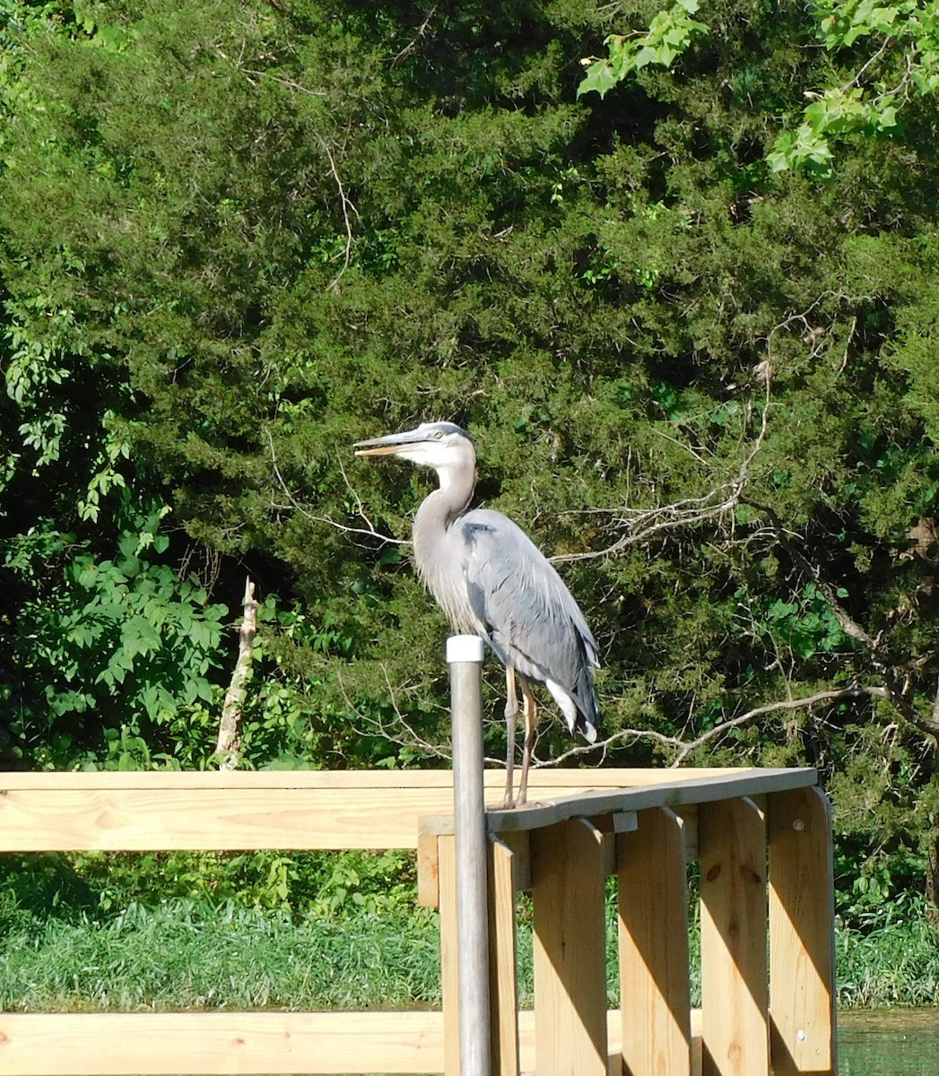 Great Blue Heron - ML620476687