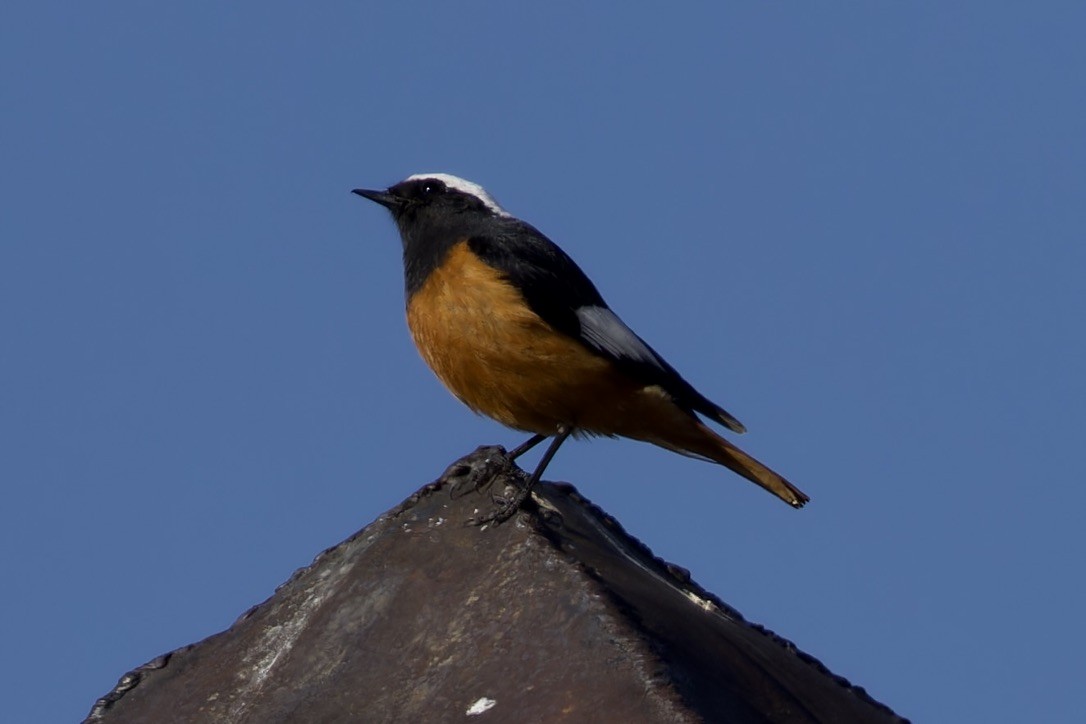 White-winged Redstart - ML620476691