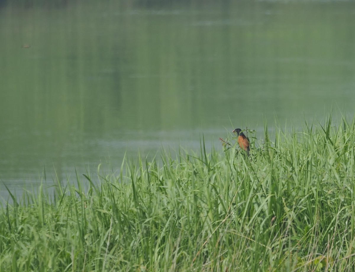 Lesser Coucal - ML620476692