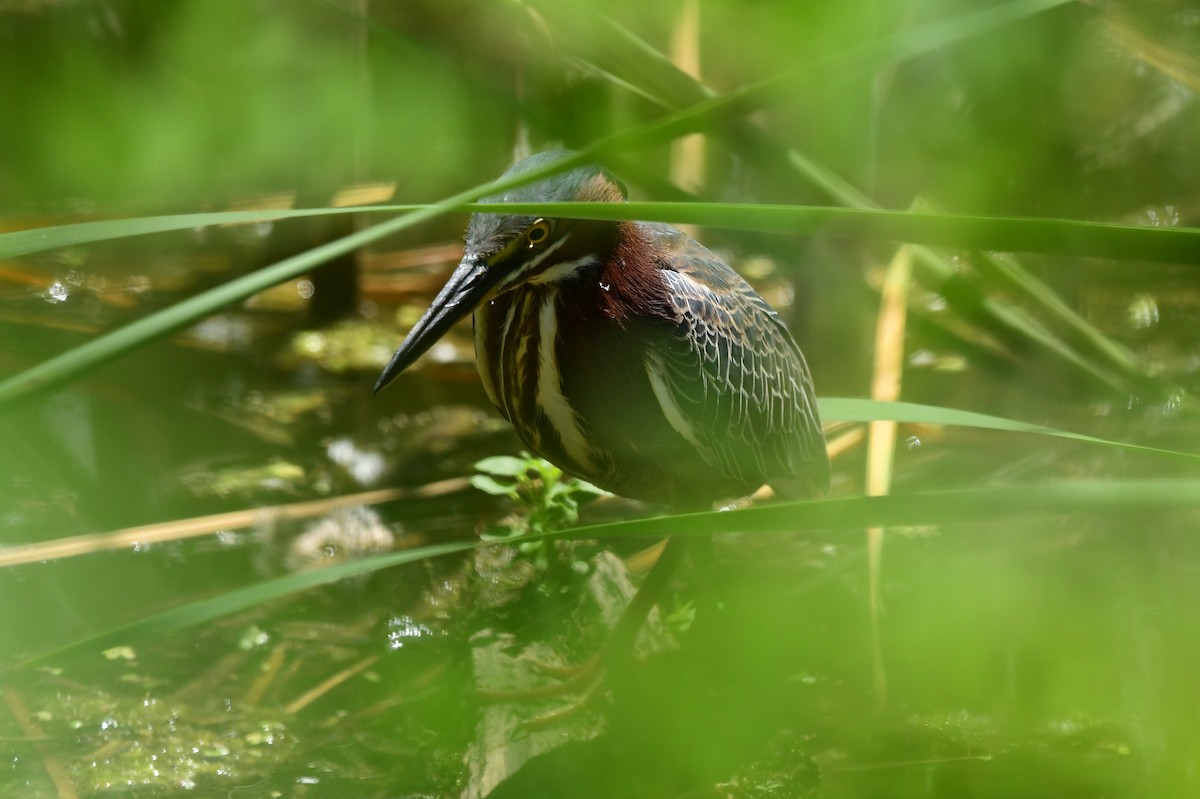 Green Heron - ML620476701