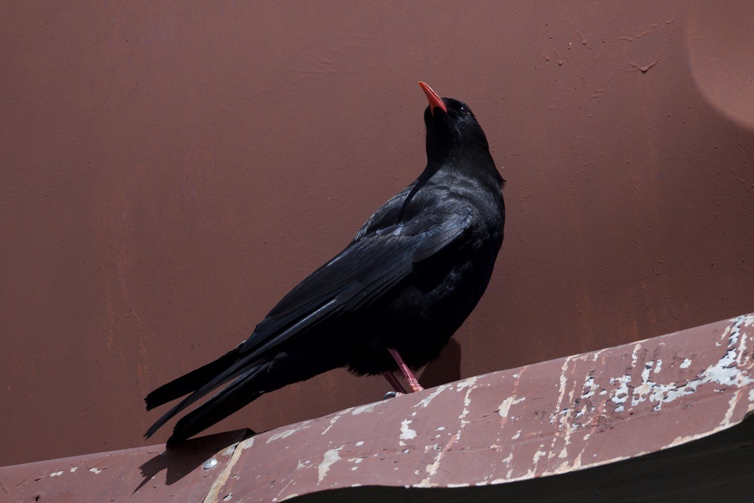 Red-billed Chough - ML620476703