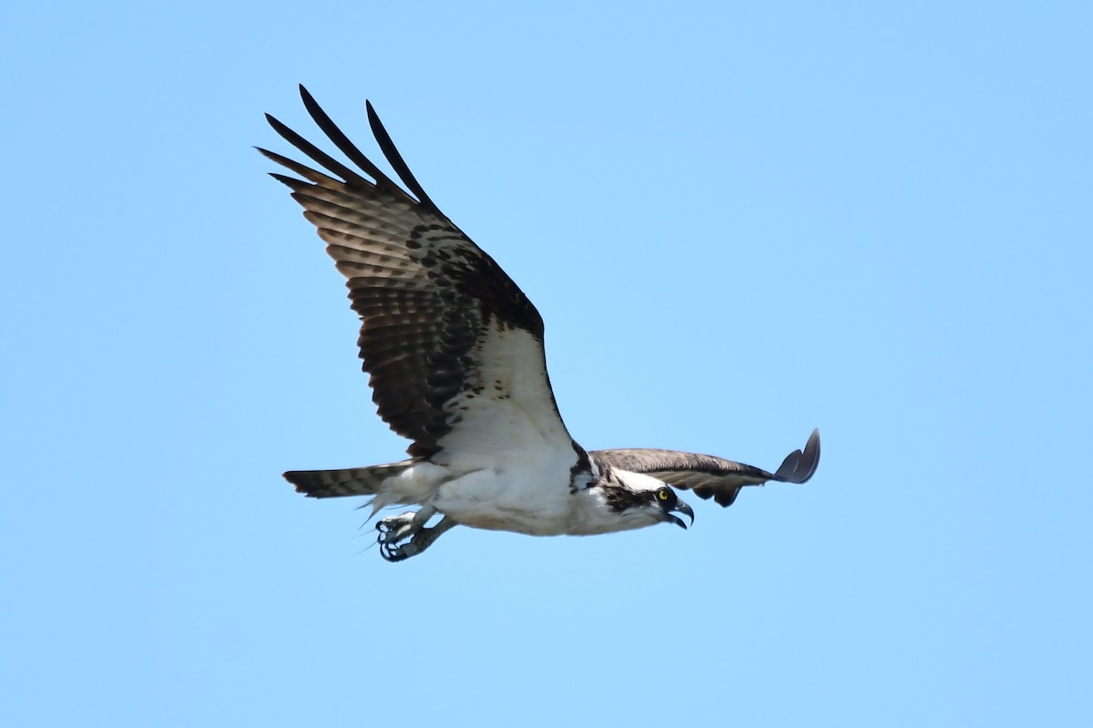 Águila Pescadora - ML620476705