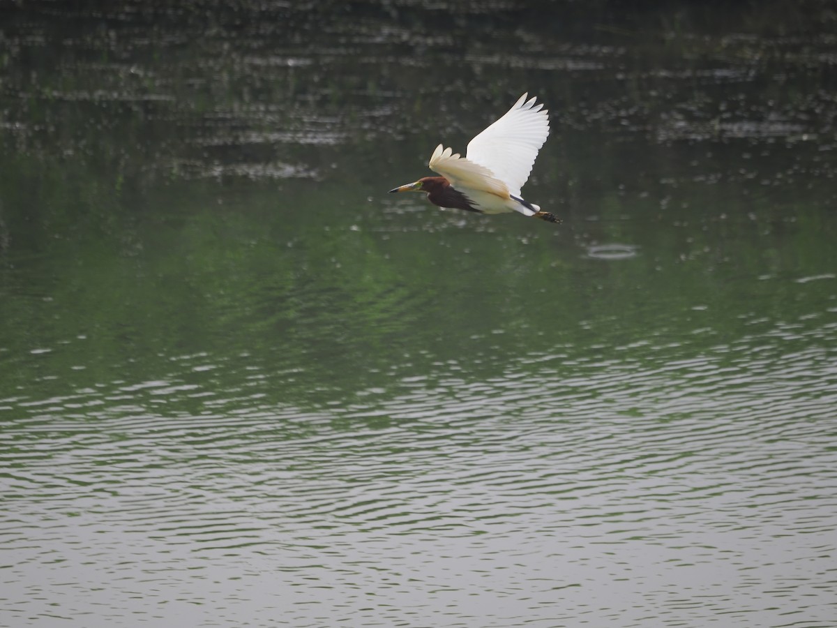 Chinese Pond-Heron - ML620476706