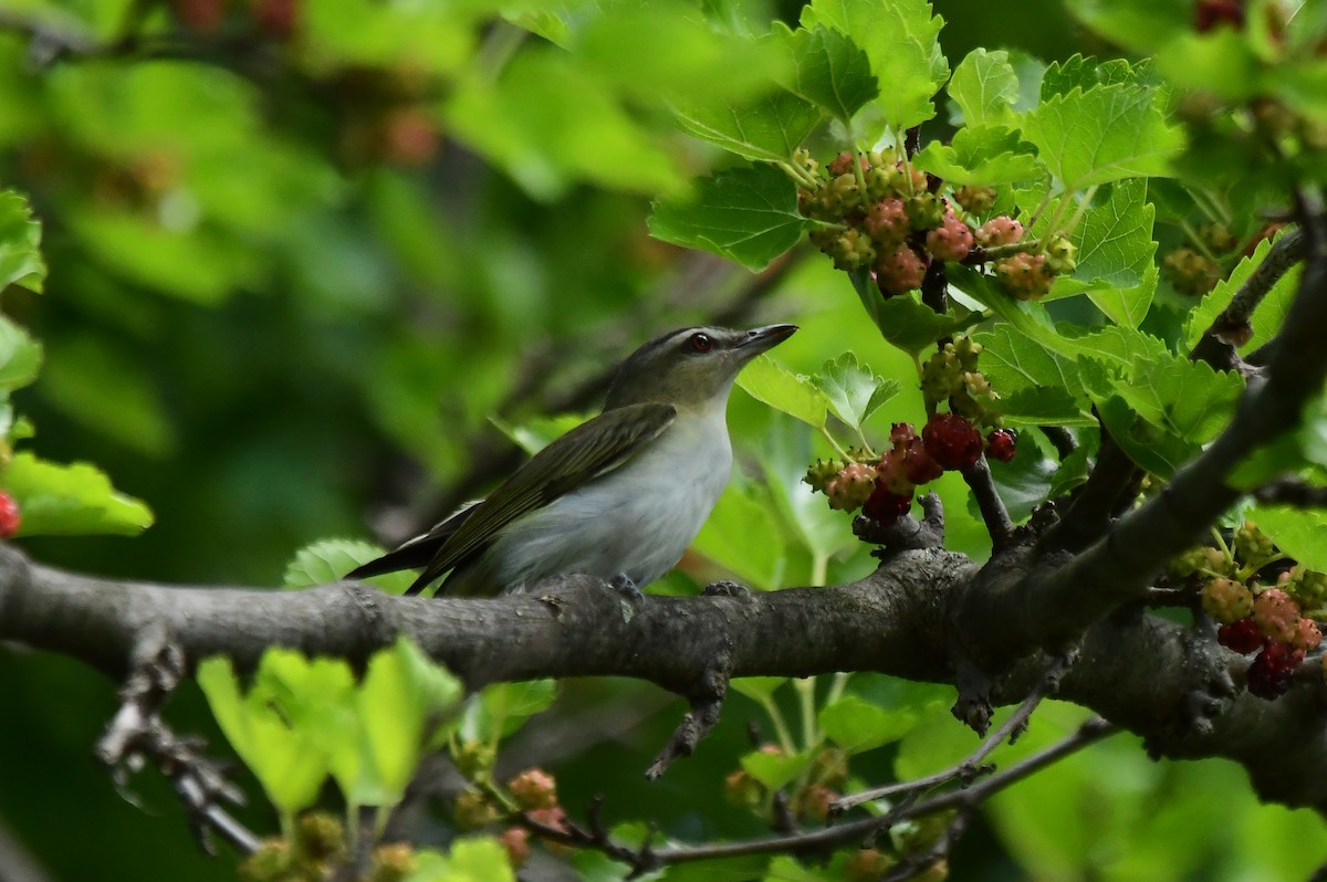 Red-eyed Vireo - Miguel Arribas Tiemblo