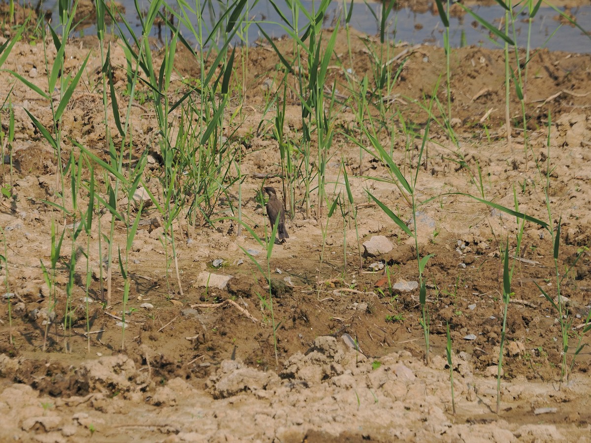 White-cheeked Starling - ML620476711