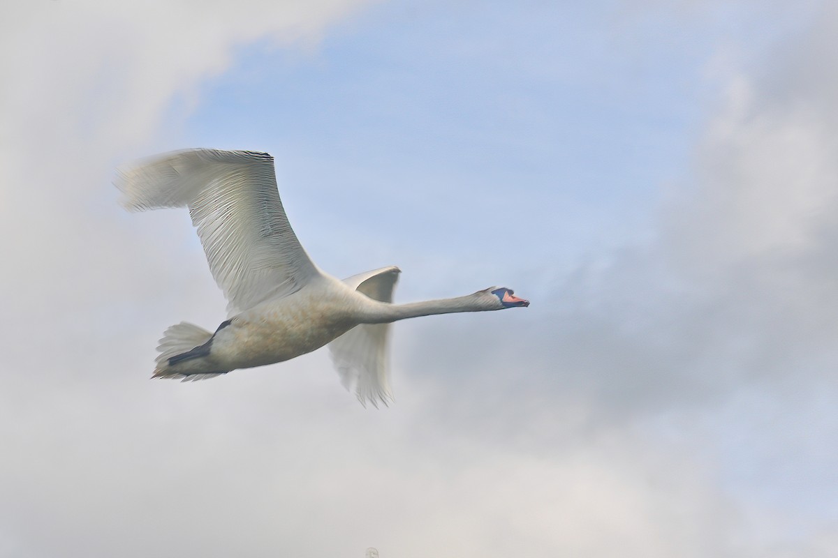 Mute Swan - ML620476712