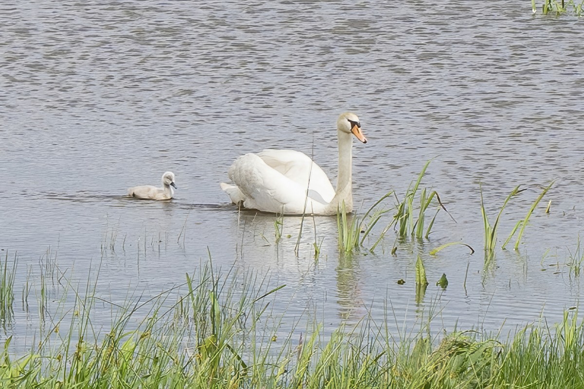 Mute Swan - John  Bursnall