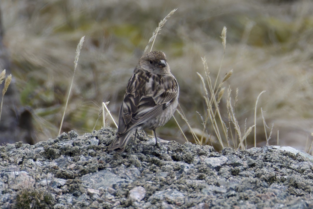 Plain Mountain Finch - ML620476716