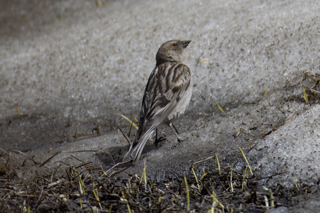 Plain Mountain Finch - Ted Burkett