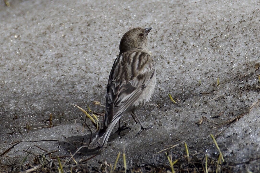 Plain Mountain Finch - ML620476720