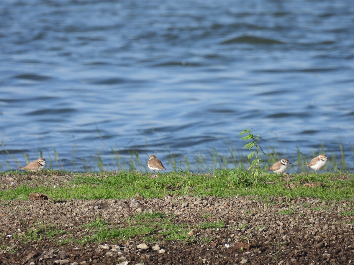 Kentish Plover - ML620476725