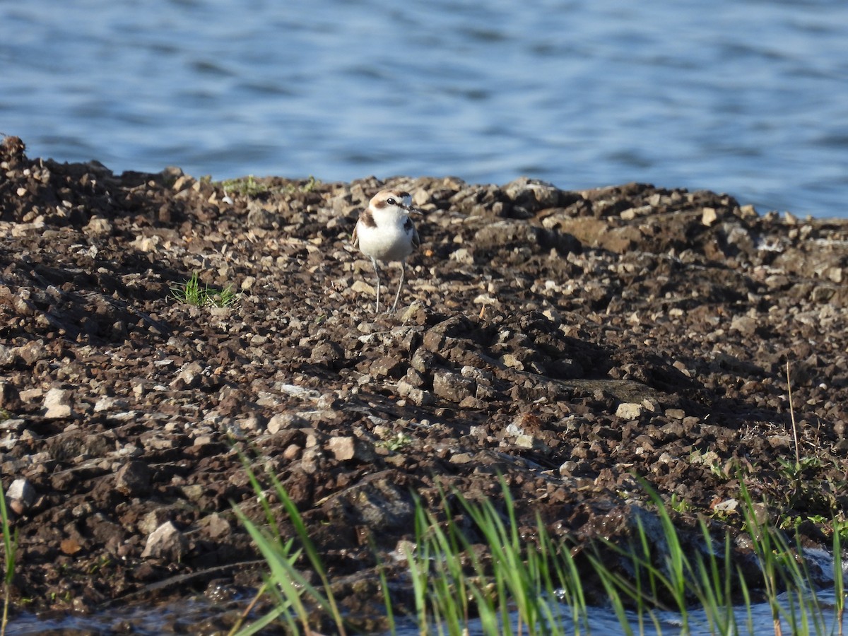 Kentish Plover - ML620476726