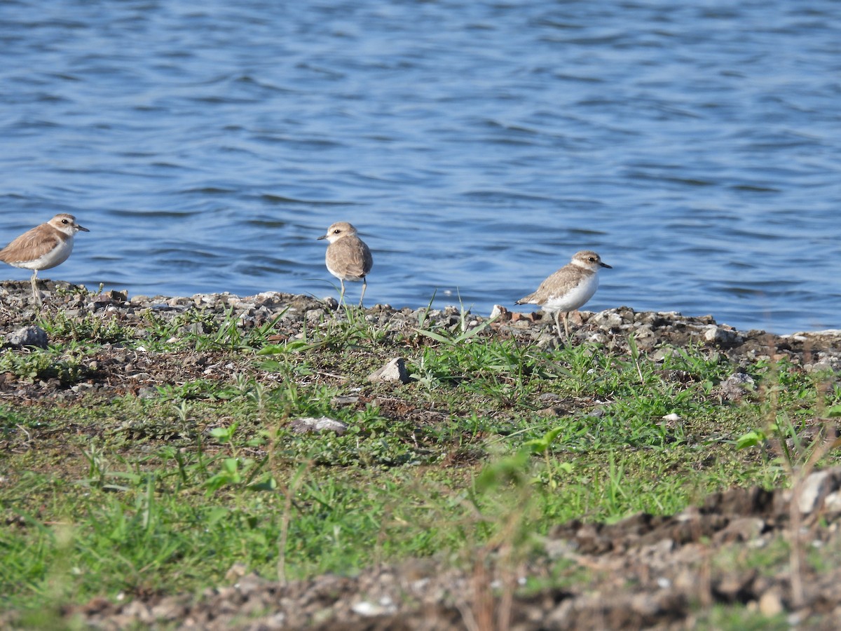 Kentish Plover - ML620476729