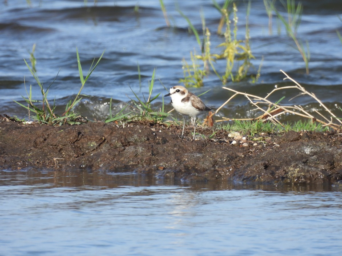 Kentish Plover - ML620476730