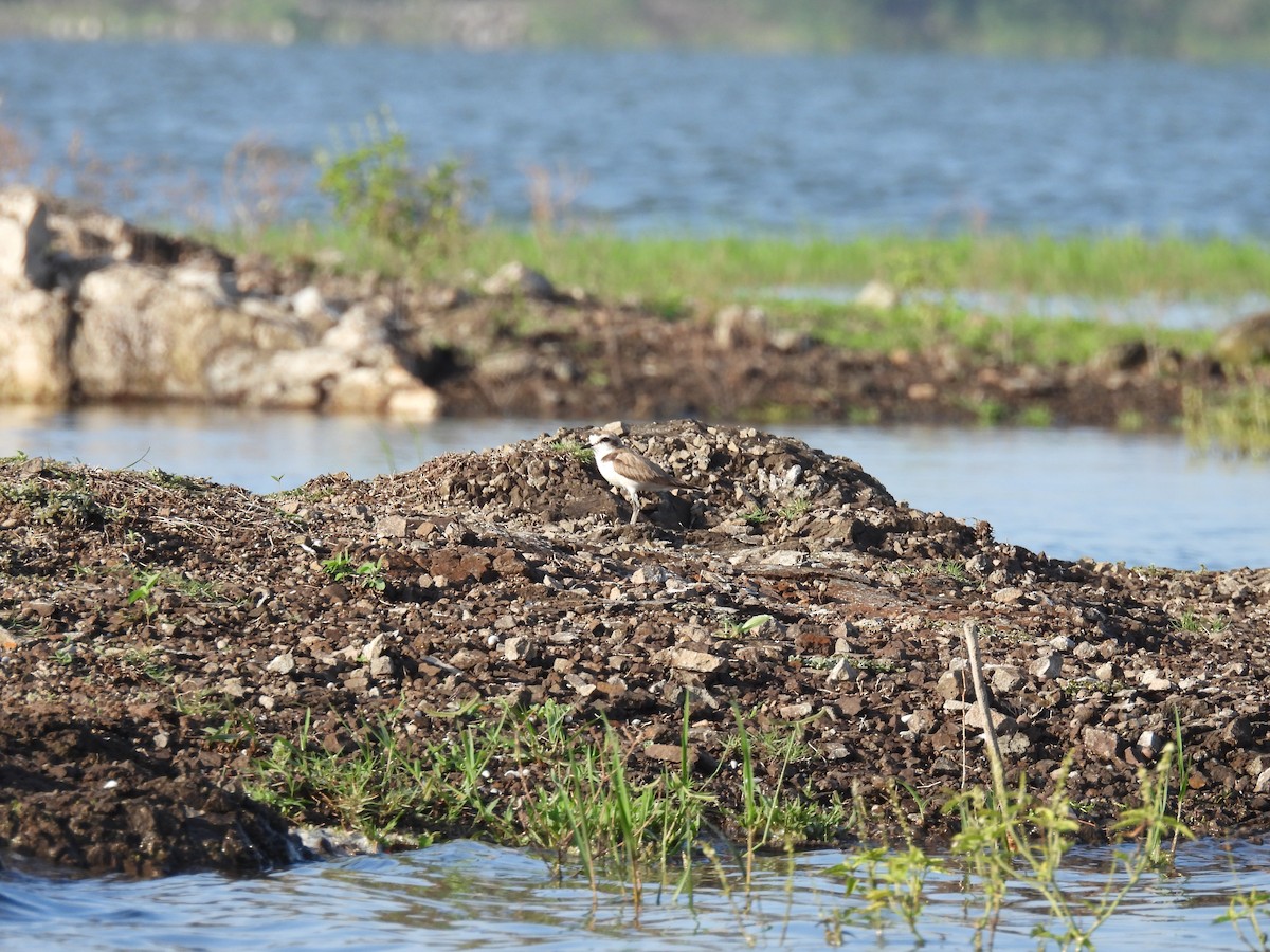 Kentish Plover - ML620476731