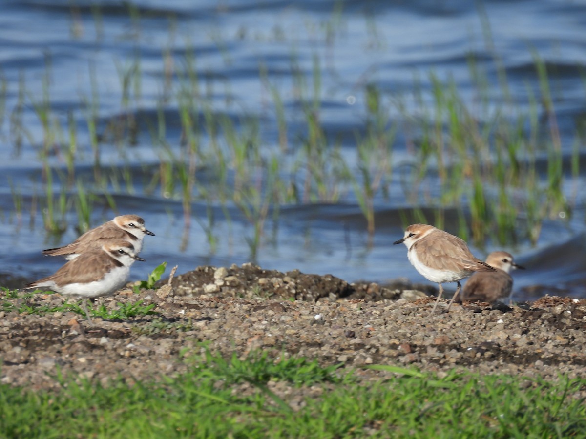 Kentish Plover - Ramesh Desai