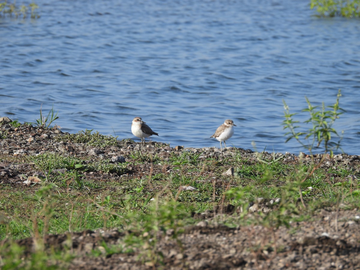 Kentish Plover - ML620476735