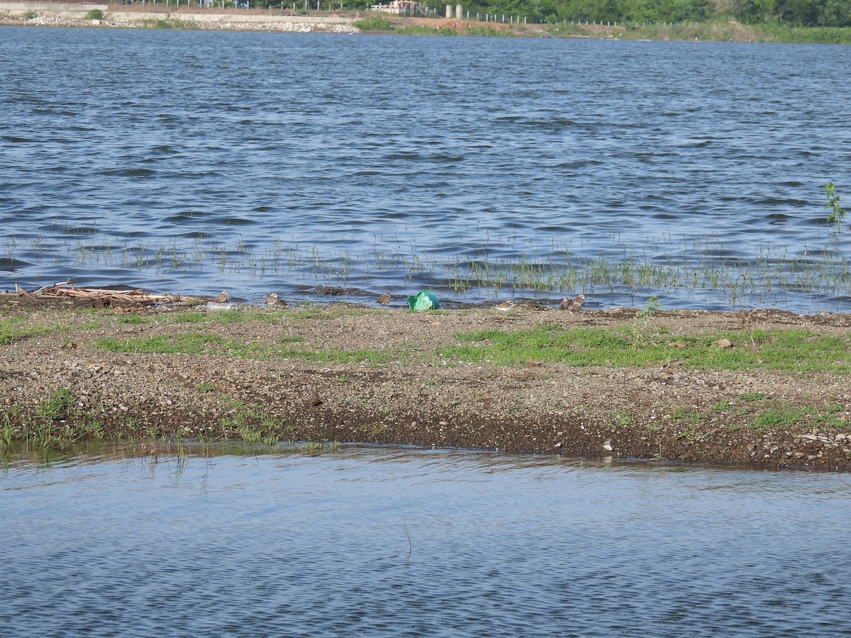 Kentish Plover - ML620476737