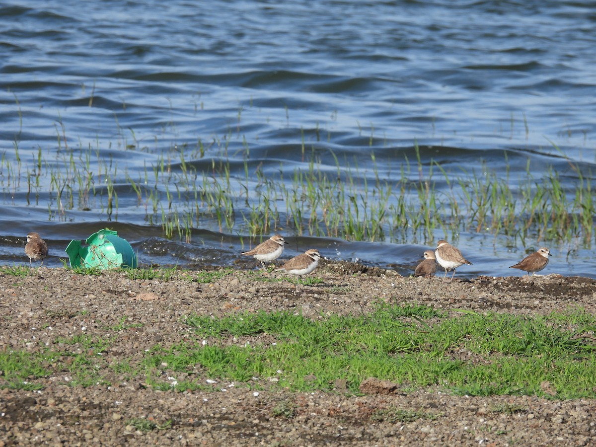 Kentish Plover - ML620476738