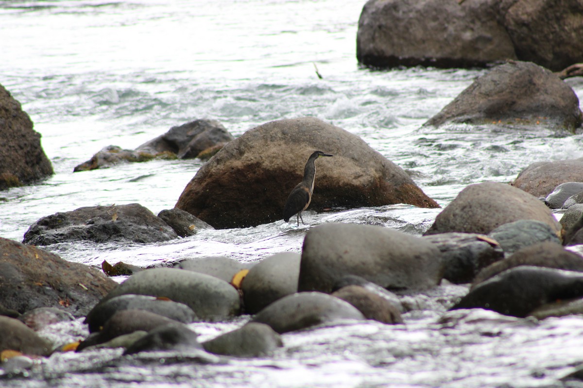 Fasciated Tiger-Heron - ML620476741