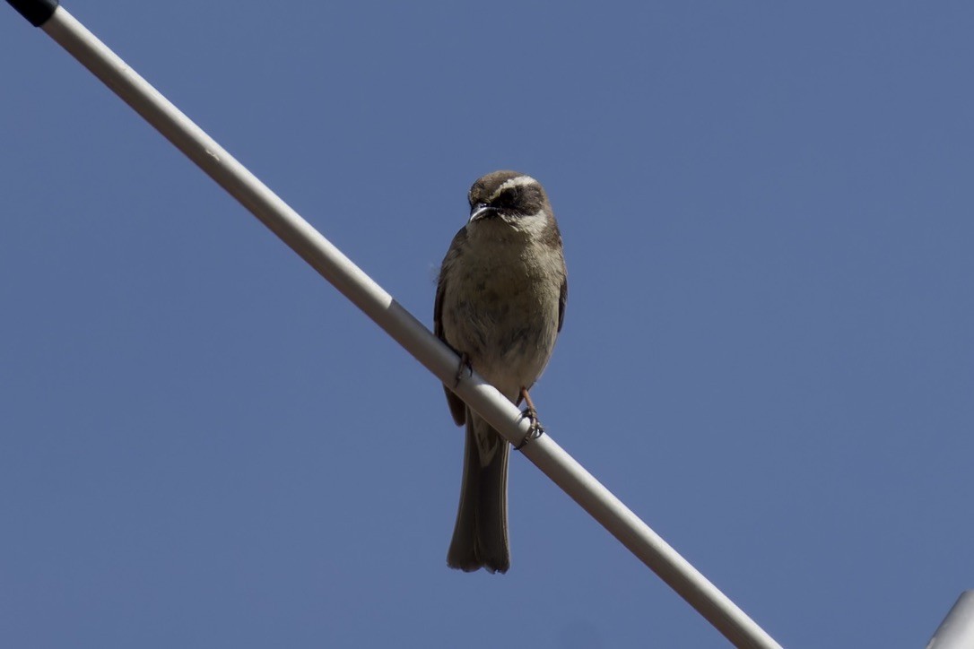 Brown Accentor - ML620476744