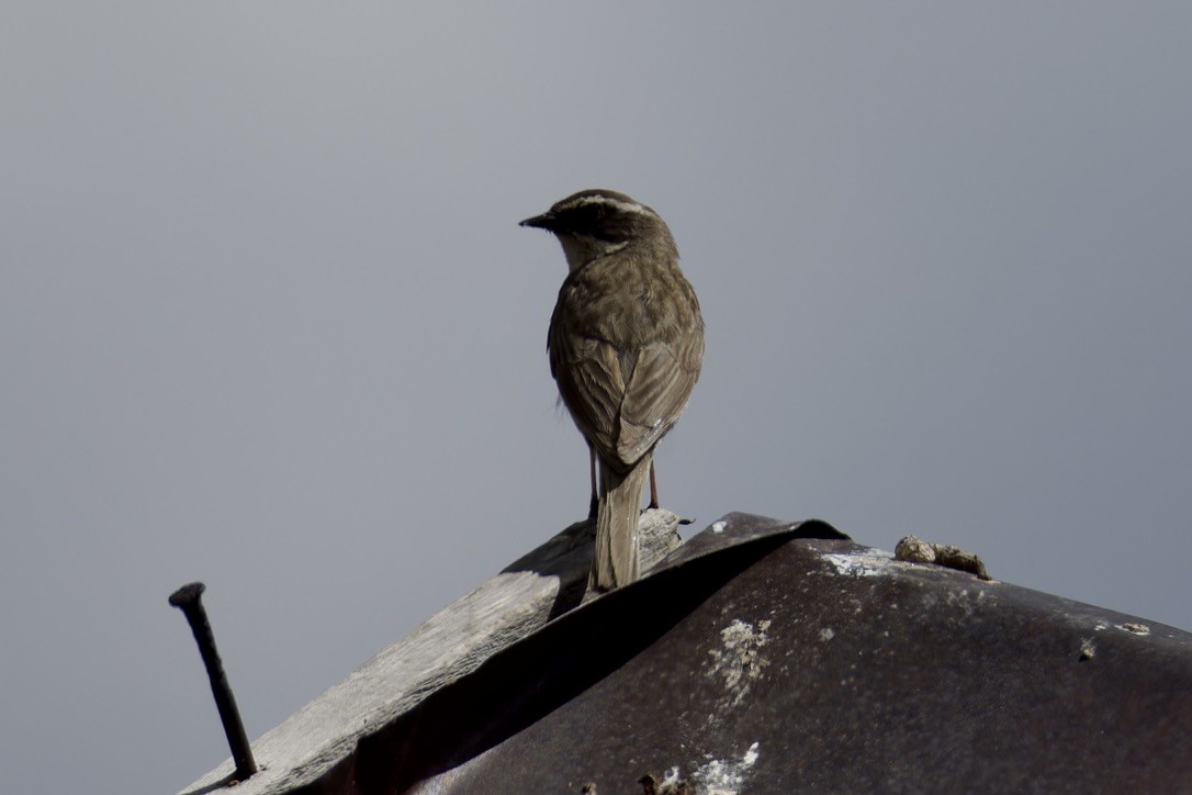 Brown Accentor - ML620476745