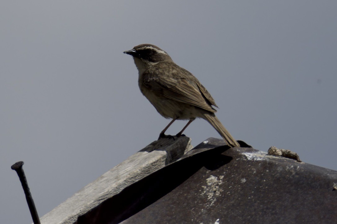 Brown Accentor - ML620476746