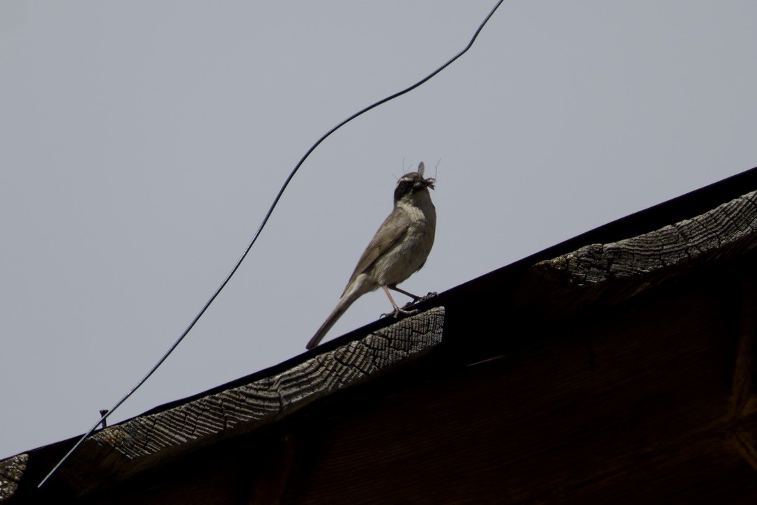 Brown Accentor - ML620476747