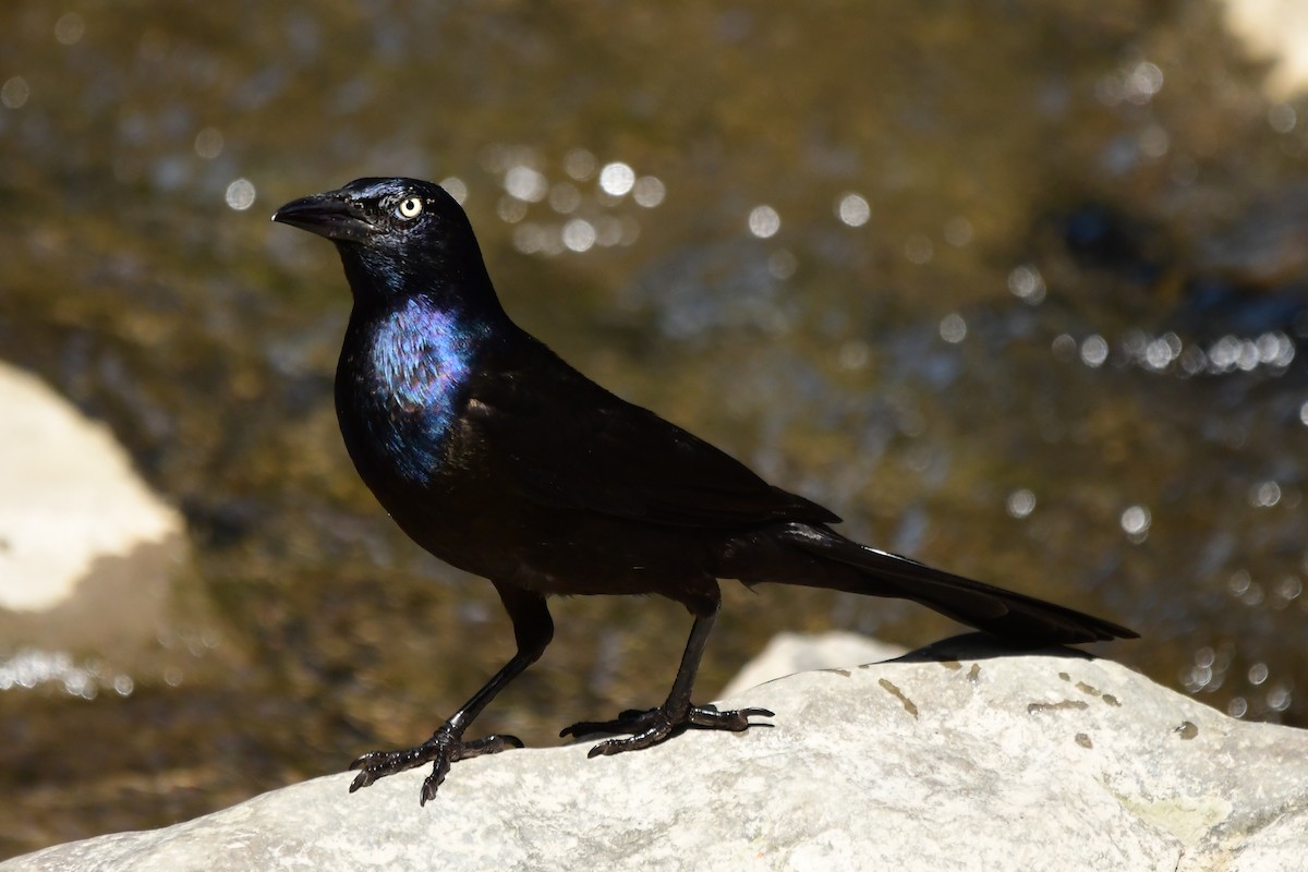 Common Grackle - ML620476750