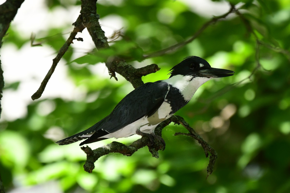 Belted Kingfisher - ML620476752