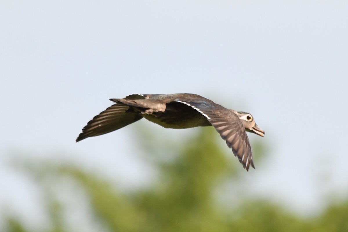 Wood Duck - ML620476763