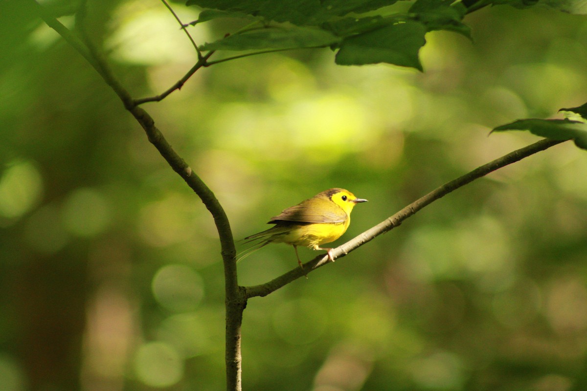 Hooded Warbler - ML620476768