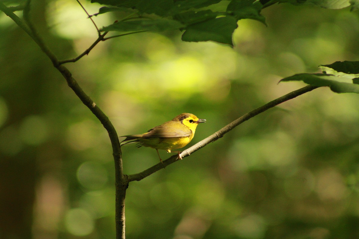 Hooded Warbler - ML620476769