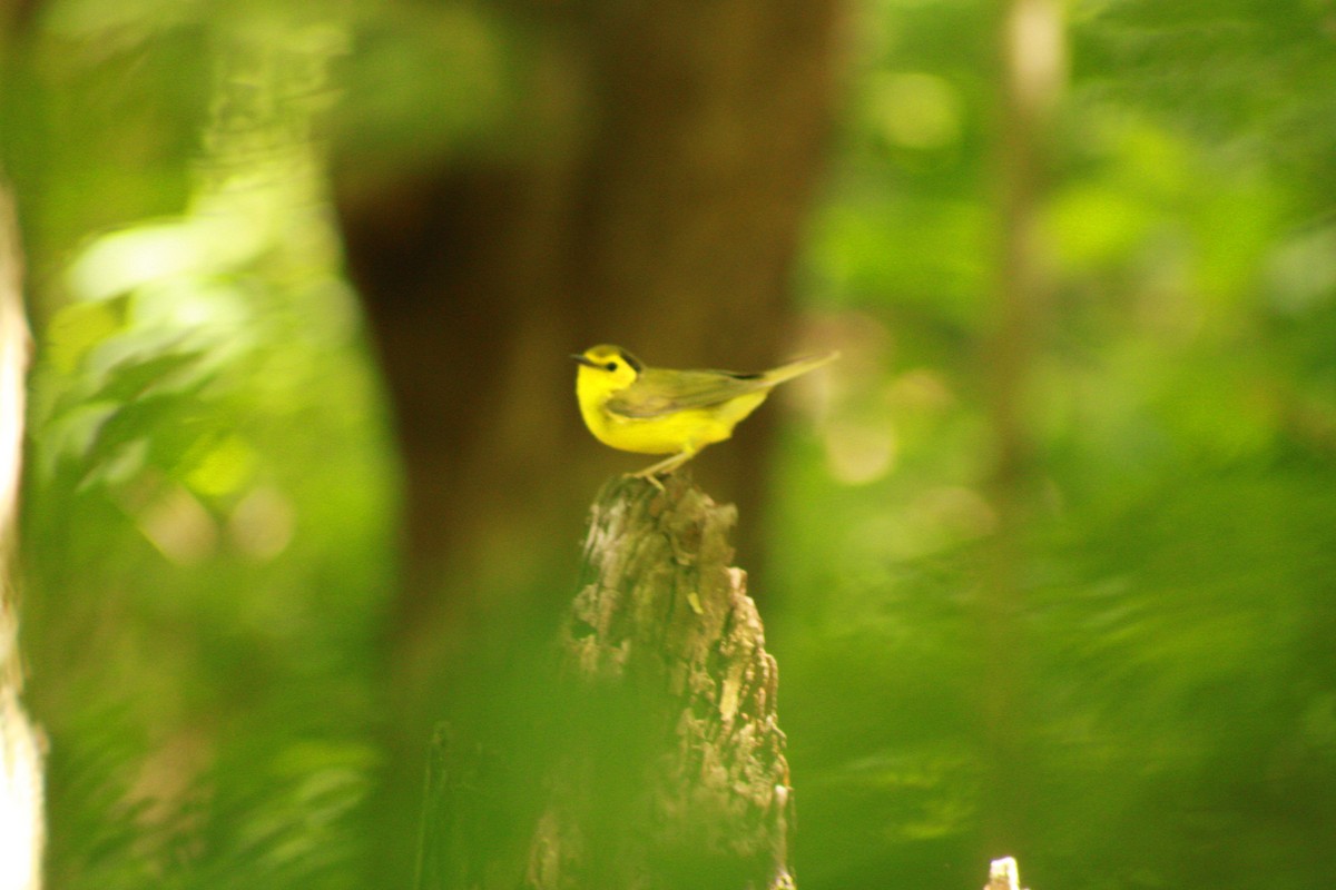 Hooded Warbler - ML620476770