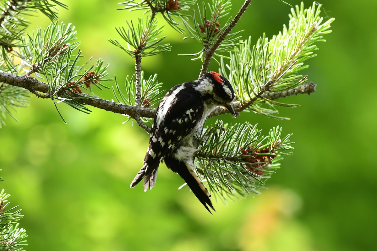 Downy Woodpecker - ML620476771